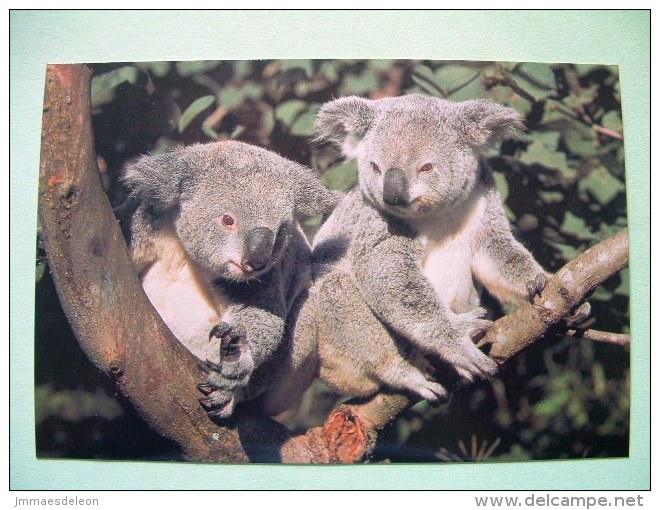 Australia Pre Paid Card - Animal Koala Koalas - Storia Postale