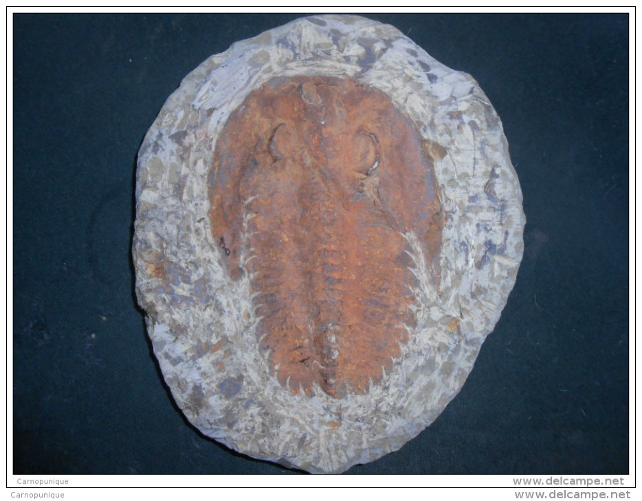 Trilobite Fossile - Fossili