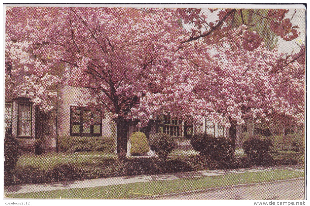 BOITSFORT / BOSVOORDE : Le Logis - Cerisier En Fleur (3 Timbres) - Watermael-Boitsfort - Watermaal-Bosvoorde