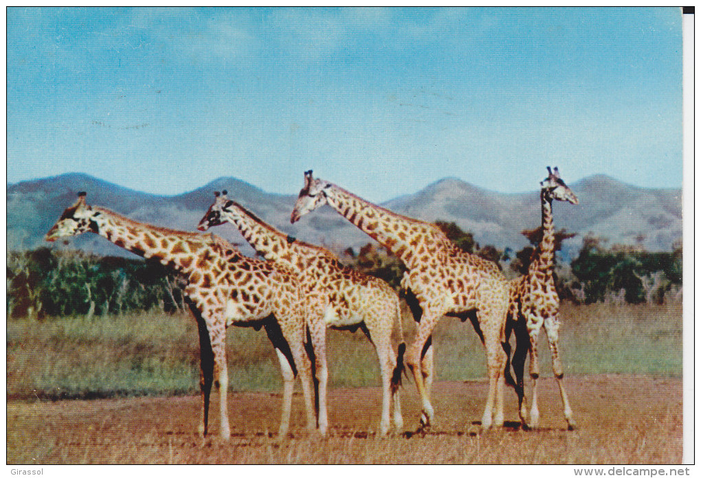 CPSM GIRAFES UN SIECLE APRES LIVINGSTONE BASUTOLAND  PHOTO JACK O NEILL PEARSON  1956 - Girafes