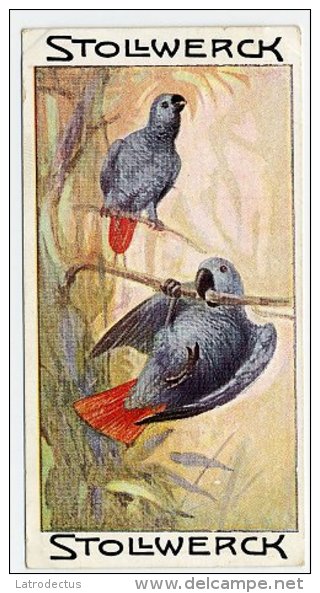 Stollwerck - Règne Animal - 7.3 (FR) – De Grijze Papegaai, Parrots, Perroquet  - Stollwerck