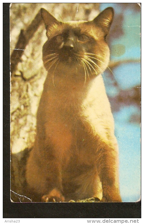 USSR LSSR Latvia Riga 1980 Fauna SIAMESE CAT - Tamaño Pequeño : 1971-80