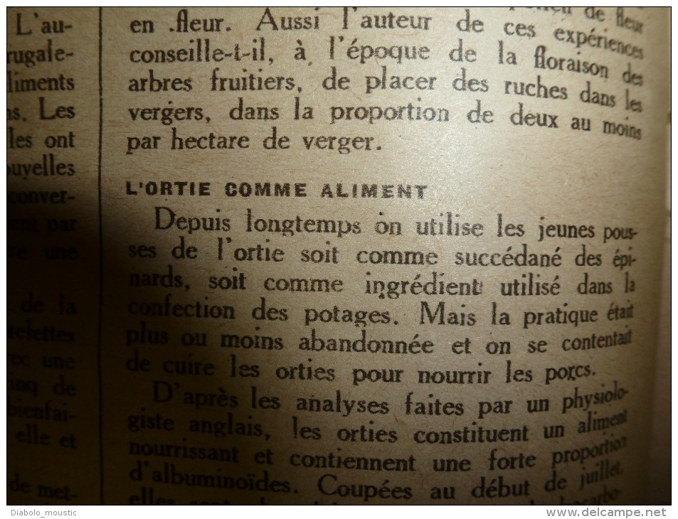 1919 LPDF:London's Royal Guards;Emeute Berlin,Dusseldorf;USA au Château Val-les-Ecoliers;Martyrs d'ANVERS;Ortie-aliment