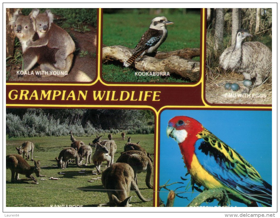 (950) Australia - VIC - Grampian Wildlife - Grampians