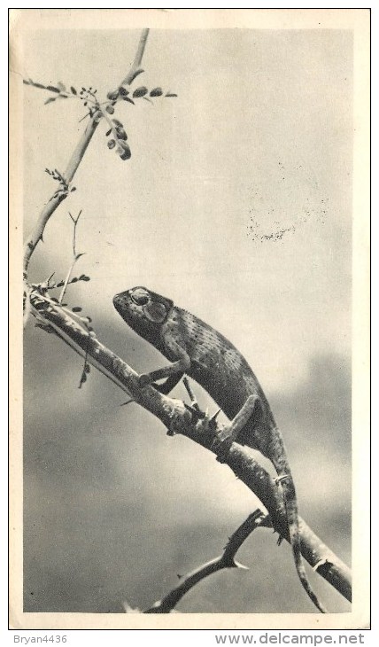 Sierra-Léone - ** Caméléon ** - Cp Voyagée En 1952 - Format (10 X 18 Cm) - Voir 2 Scans. - Sierra Leone