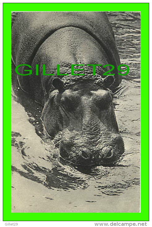 HIPPOPOTAMES - PARC ZOOLOGIQUE DU BOIS DE VINCENNES, PARIS - No 140 - DRAEGER FRÈRES - - Nijlpaarden