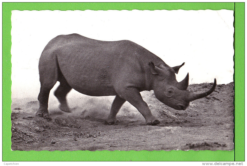 RHINOCEROS..../ Carte Vierge   / Photo HOA-QUI / N° 3107 - Rhinoceros