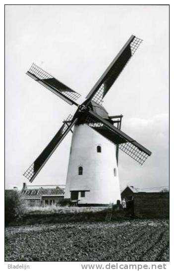 SINT-DENIJS Bij Zwevegem (W.Vl.) - Molen/moulin - Molen Ter Claere In Werking Na De Restauratie/herbouw. Fraai! - Zwevegem