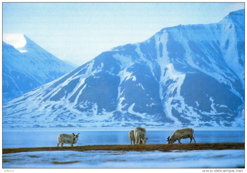 Lot De 6 Cartes - Terres Australes Et Antartiques - Photo De Fatras - Cormoran Kerguelen -Moutons - Renne - Albatros - TAAF : Franz. Süd- Und Antarktisgebiete