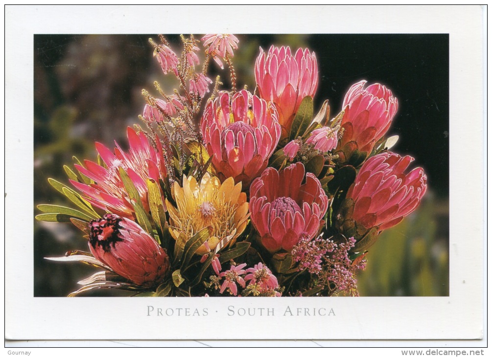 Protéas Famille Des Proteaceae - Afrique Du Sud - South Africa (flore) - Sukkulenten