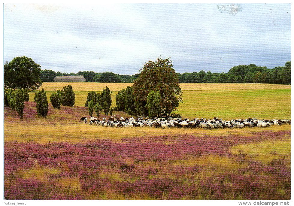 Lüneburger Heide - Heidelandschaft Heidschnucken 2 - Lüneburger Heide