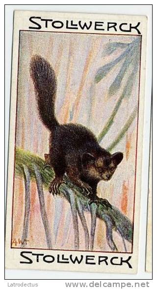 Stollwerck - Règne Animal – 8.6 (FR) – L’Aye-aye, Vingerdier, Lemur, Daubentonia  - Stollwerck