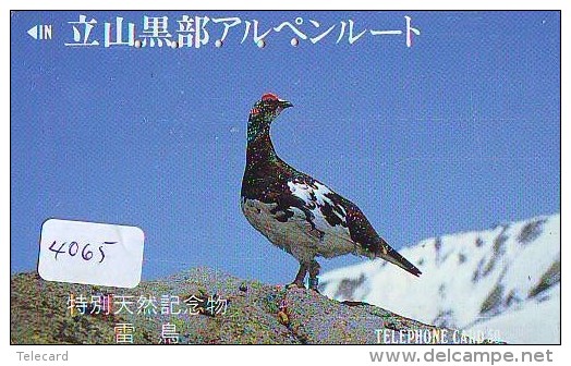 Télécarte Japon  OISEAU * BIRD * VOGEL (4065) PHONECARD JAPAN * TELEFONKARTE - Gallinaceans & Pheasants