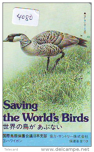 Télécarte Japon  OISEAU * BIRD * VOGEL * SAVING THE WORLDS BIRDS  (4080) PHONECARD JAPAN * TELEFONKARTE - Galline & Gallinaceo