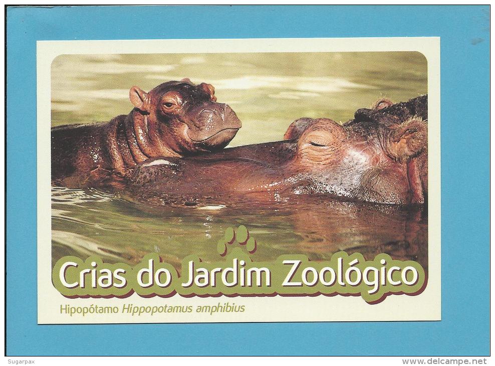 Hipopótamo ( Hippopotamus Amphibius ) Hippo - Crias Do Jardim Zoológico - Lisbon ZOO Lisboa - Portugal - Nijlpaarden