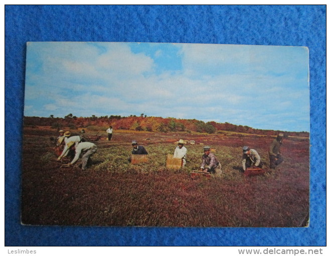 Harvesting Cranberries, Cape Cod - Cape Cod