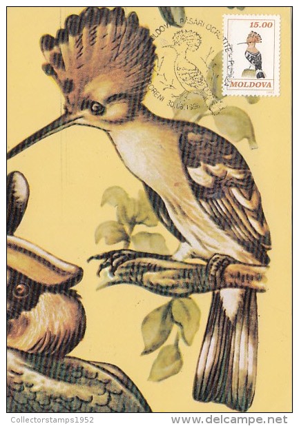 10522- BIRDS, HOOPOE, MAXIMUM CARD, 1996, MOLDOVA - Pics & Grimpeurs