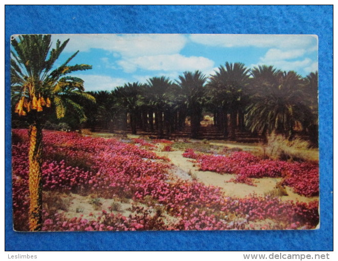 These Picturesque Date Palms Form A Majestic Backdrop For The Colorful Desert Wild Flowers. Sand Verbenas. Coachella - Palm Springs