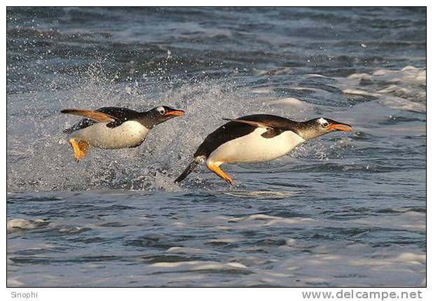 A63-70   @    Antarctica Polar Bird Penguins       , ( Postal Stationery , Articles Postaux ) - Pinguine