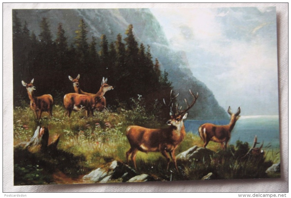 MULLER - Hunting - Deer - Modern Postcard - Mueller, August - Munich