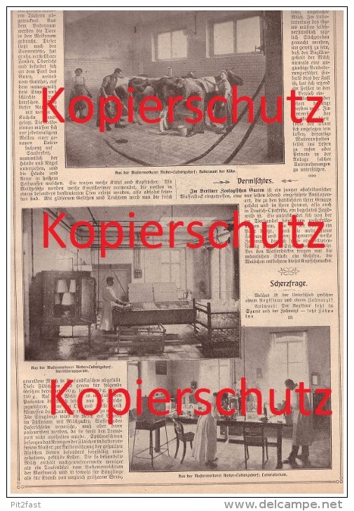 Original Zeitungsbericht - 1908 - Nieder - Ludwigsdorf B. Görlitz ,keimfreie Milch , Landwirtschaft , Kühe , Molkerei !! - Goerlitz