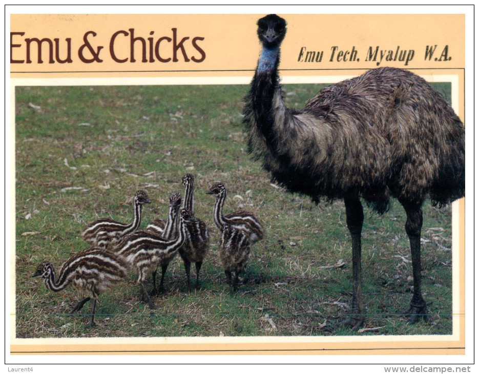 (123) Australia - Emu And Chick - Outback