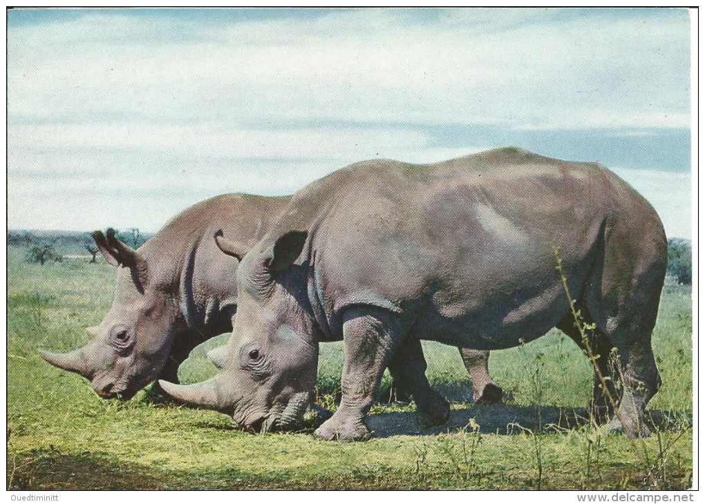 Kenya.1968. - Rinoceronte
