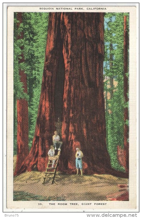 The Room Tree, Giant Forest, Sequoia National Park, California - Arbres