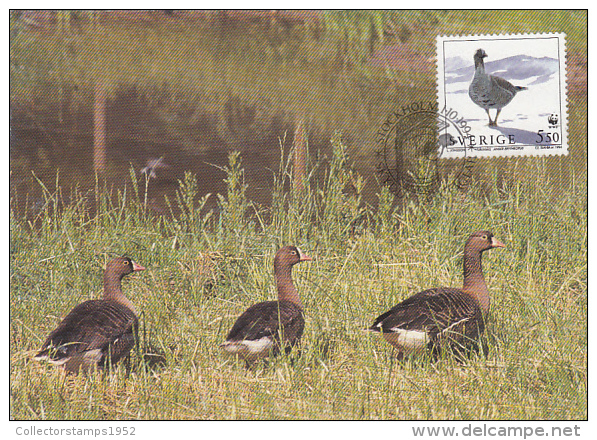 18619- BIRDS, LESSER WHITE FRONTED GOOSE, MAXIMUM CARD, OBLIT FDC, 1994, SWEDEN - Oche