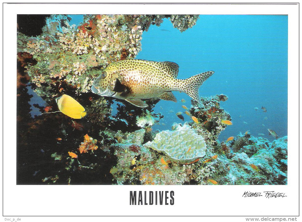 Maldiven - Maldives - Coral Reef Snorkeling - Underwater Sea Life - Fish -  Nice Stamp - Maldives