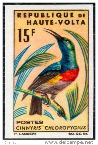 BIRDS-SUNBIRDS & ROLLER-SET OF 4-IMPERF-UPPER VOLTA-1965-MNH-A5-514 - Pics & Grimpeurs