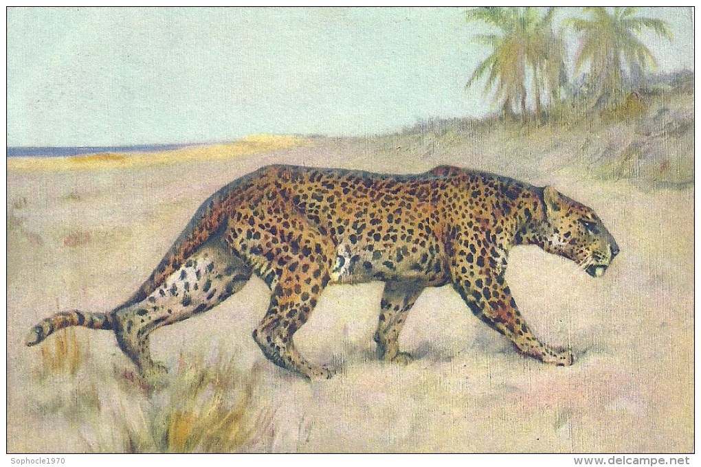 Animaux - Lion Dans La Savane - Tigres