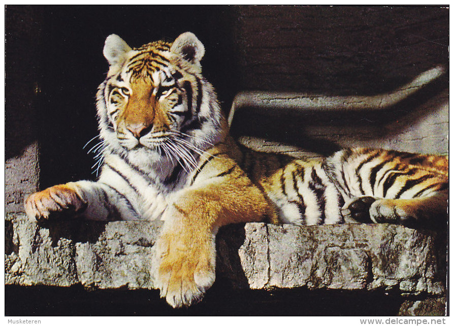 Switzerland PPC Zoo Zürich Sibirischer Tiger Tigre Zoo 356 (2 Scans) - Tigres