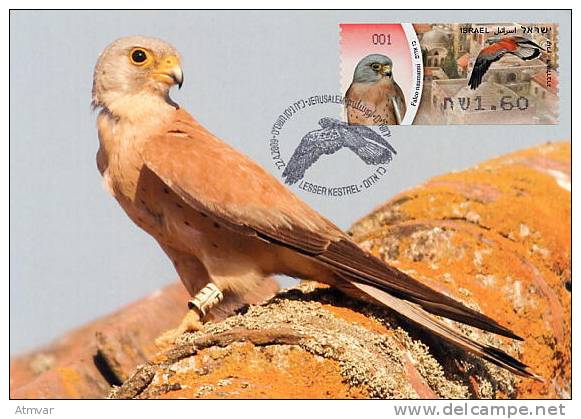 ISRAEL (2009) - Carte Maximum Card - ATM AMIEL - Falco Naumanni / Lesser Kestrel / Faucon Crécerellette - Bird, Oiseau - Cartoline Maximum