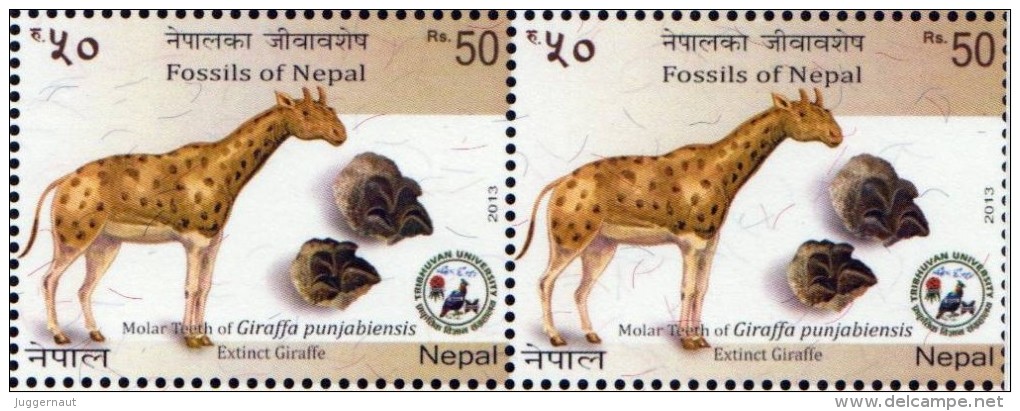 Prehistoric GIRAFFE Fossil STAMP Imperf TRIAL/PROOF Copy NEPAL 2013 MINT/MNH - Giraffen