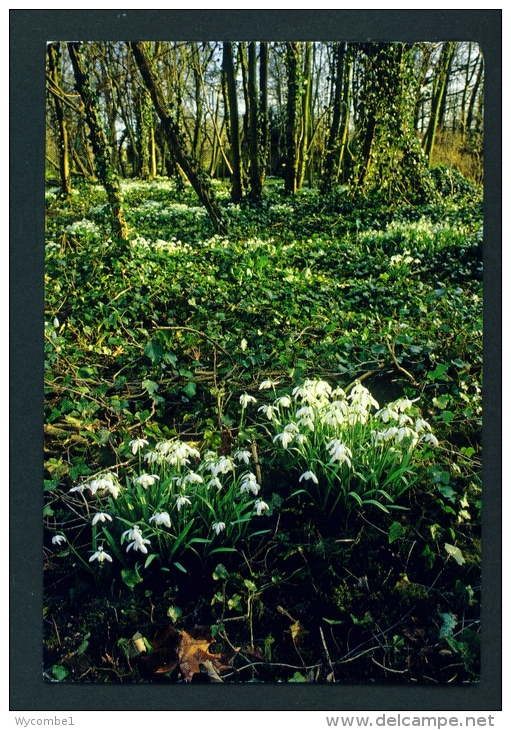 ENGLAND  -  Anglesey Abbey  Snowdrops  Used Postcard As Scans - Altri & Non Classificati