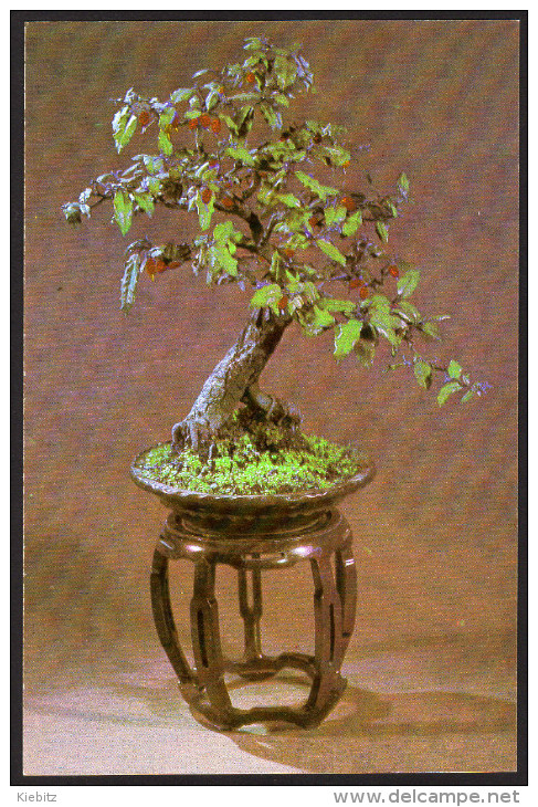 Bonsai - Bäumchen, Bonsai Trees - Nicht Gelaufen - Trees