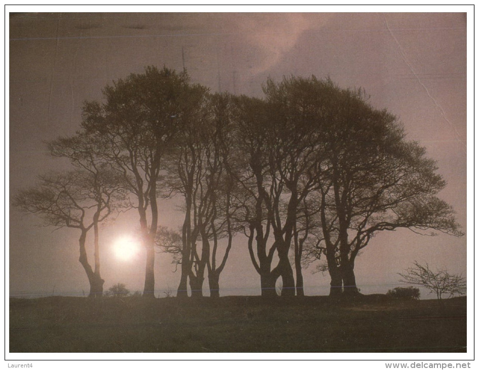 (PH 404) UK Posted To Australia - Return To Sender (RTS - DLO) Purple Cachet Back Of Postcard - Seven Sisters Trees - Trees