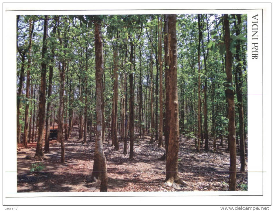 (360) India Teak Forest - Arbres