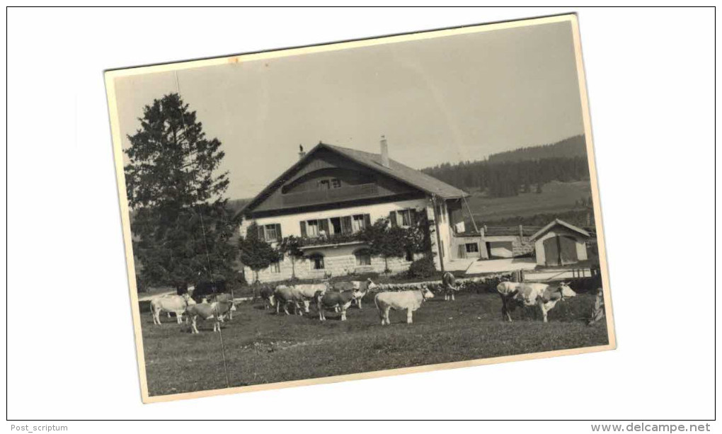 Suisse - Carte éditée à Ponts Les Martel - Chalet -  Vaches - Ponts-de-Martel