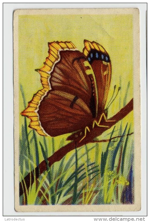 Aiglon - Papillons, Vlinders, Butterflies - 331 - Morio - Aiglon