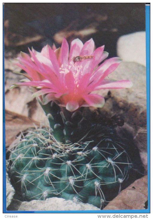 POSTCARD FLOWERS CACTUSSES CACTUS UNUSED - Cactussen