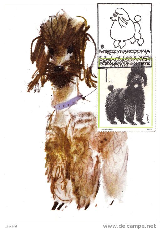 PO 11 - Maximum Card - Dog - Breed Poodle - Tarjetas Máxima