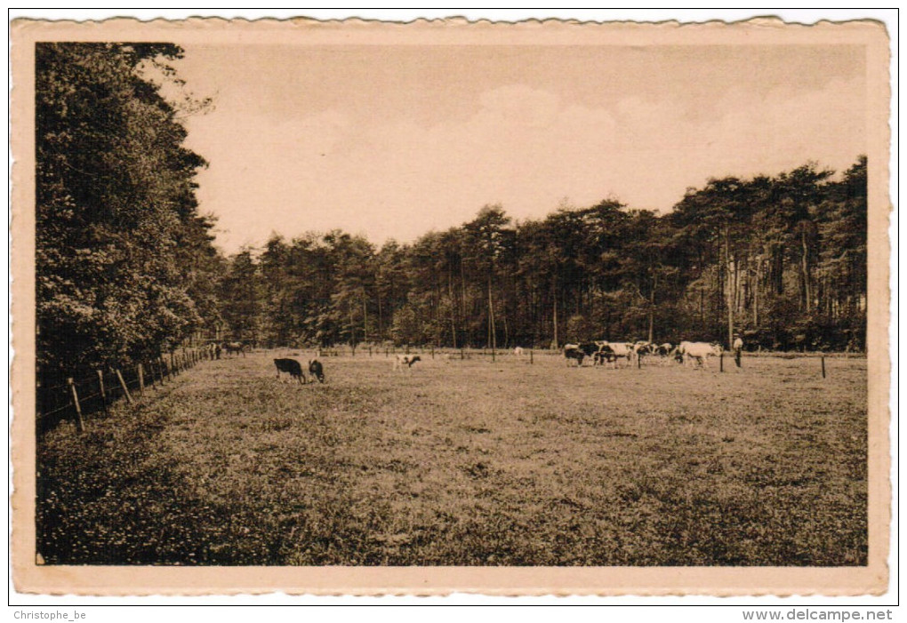 Zoersel, Zoo Omschiep De Taaie Arbeid Der Kempische Boeren De Dorre Heide Tot Weelderige Bossen En Malse Weiden Pk21307) - Zoersel