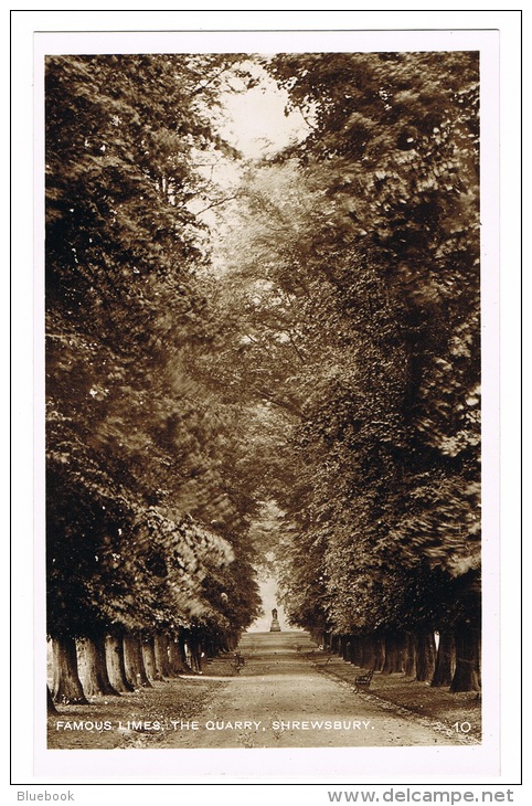 RB 1051 -  Real Photo Postcard - Famous Limes - The Quarry Shrewsbury - Shropshire Salop - Shropshire