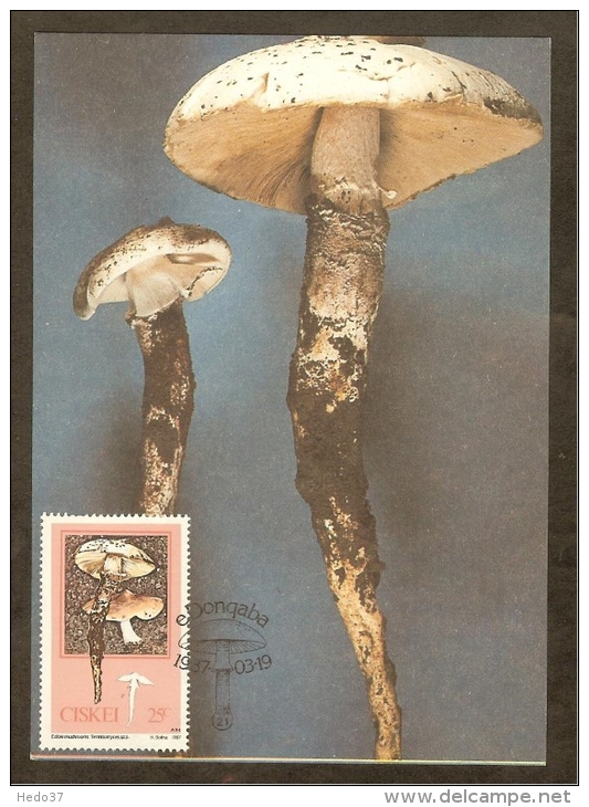 AFRIQUE SUD CISKEI Carte Maximum - Termitomyces Sp. - Ciskei