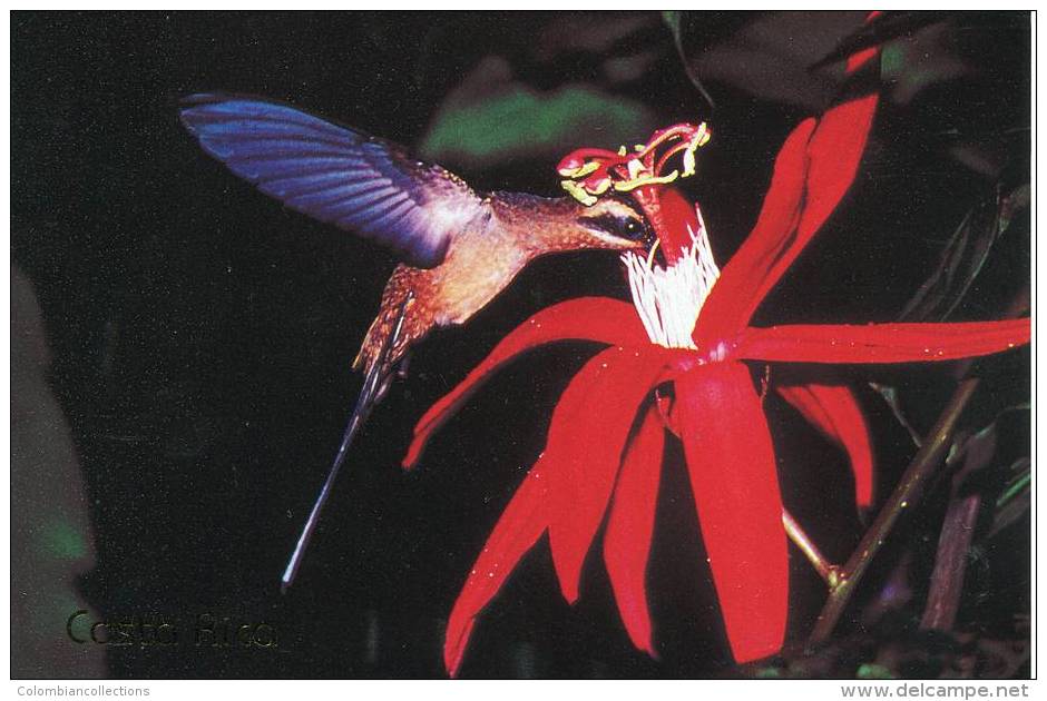 Lote PEP847, Costa Rica, Postal, Postcard, Fauna, Ave, Bird, Colibri Ermitaño - Costa Rica