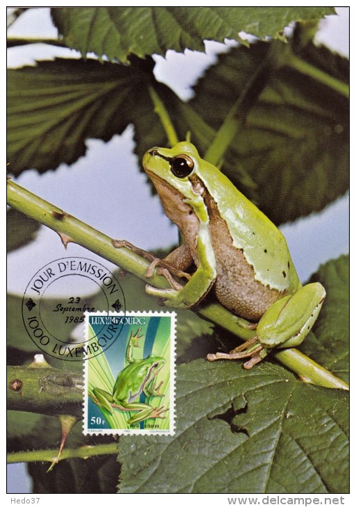 LUXEMBOURG Carte Maximum - Hyla Arborea - Maximum Cards