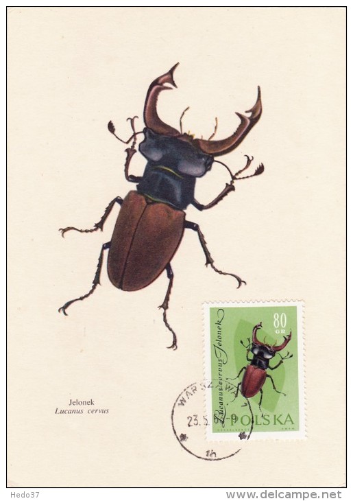 POLOGNE Carte Maximum - Lucanus Cervus - Maximum Cards