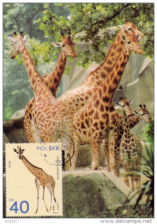 POLOGNE Carte Maximum - Girafe - Maximumkarten